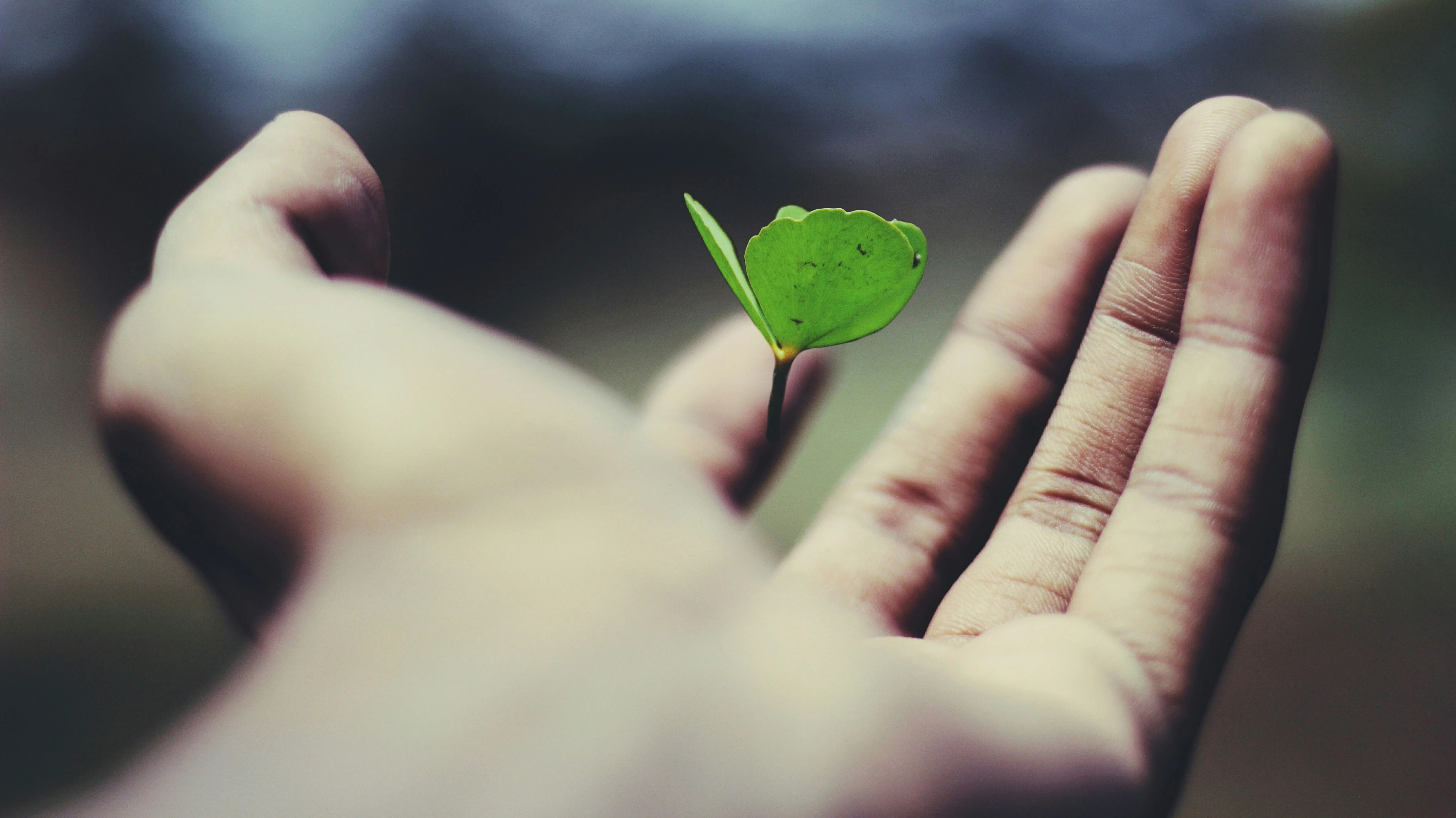 A budding plant in a hand, representing growth and opportunity in careers at XieTech